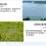 亚硝克星片水产养殖鱼虾蟹用降解亚硝酸盐氨氮防止倒藻解毒