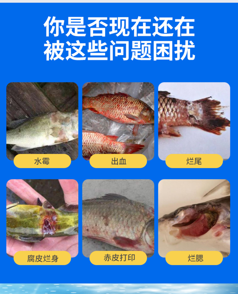 真君红克水产养殖硫醚沙星鱼虾蟹用水霉鳃霉腐皮烂身真菌细菌