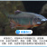 真君红克水产养殖硫醚沙星鱼虾蟹用水霉鳃霉腐皮烂身真菌细菌