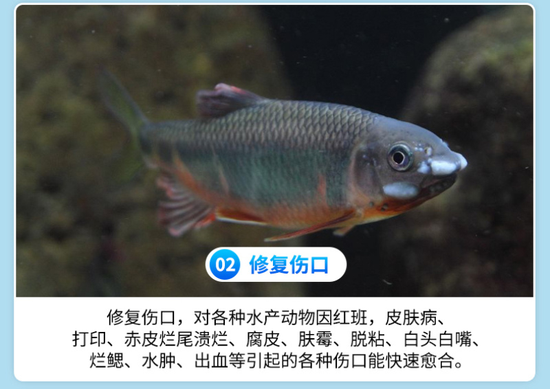 真君红克水产养殖硫醚沙星鱼虾蟹用水霉鳃霉腐皮烂身真菌细菌