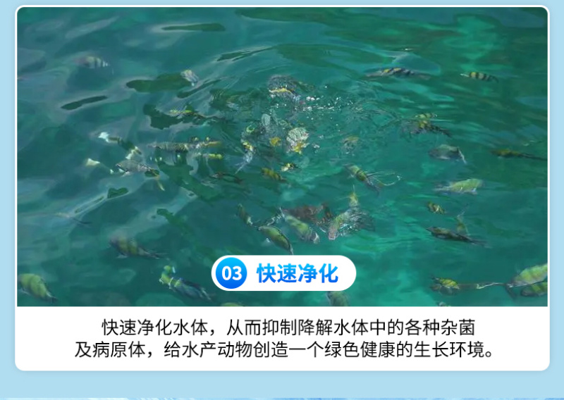 真君红克水产养殖硫醚沙星鱼虾蟹用水霉鳃霉腐皮烂身真菌细菌
