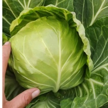 湖北精品扁包菜甘蓝价格美丽，欢迎采购商来电