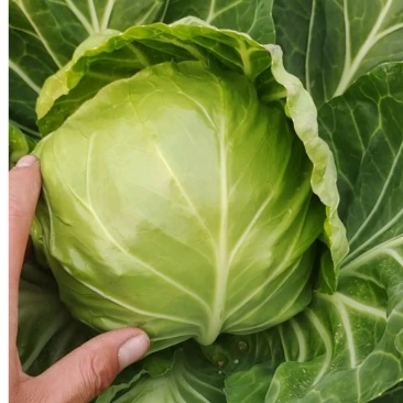湖北精品扁包菜甘蓝价格美丽，欢迎采购商来电