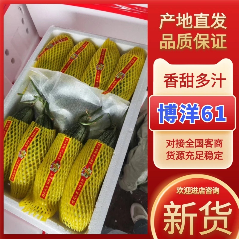 博洋六一甜瓜，产地一手货源，量大优惠欢迎新老客户前来合作