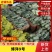 博洋9号，大量有货，产地一手货源，欢迎新老客户前来合作