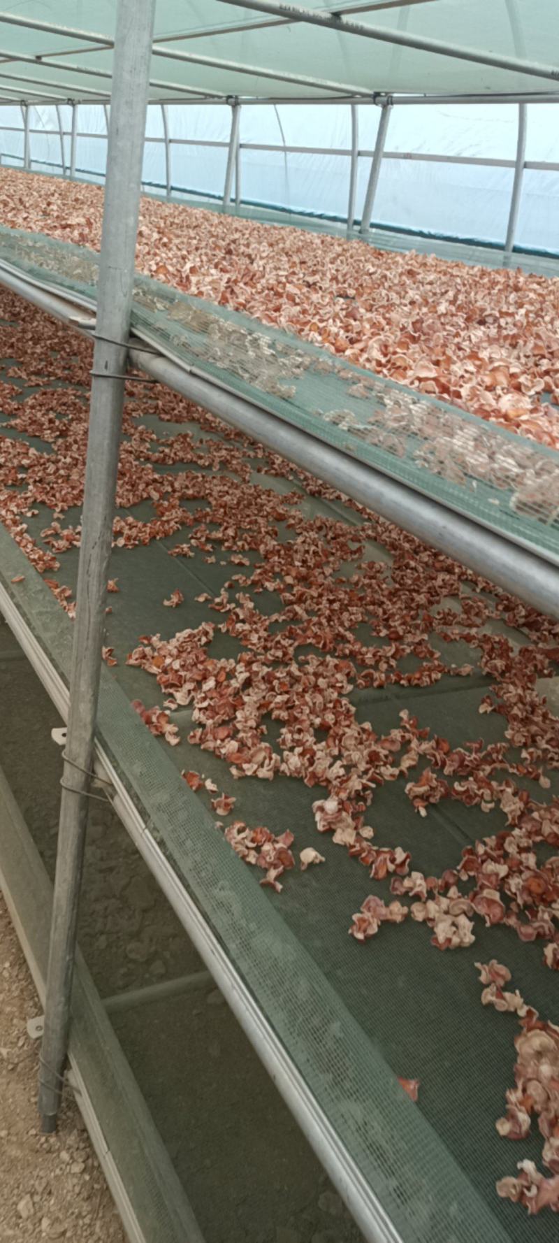 粉木耳自产自销，选摘贵妃粉木耳精品粉木耳一级品粉木耳产地