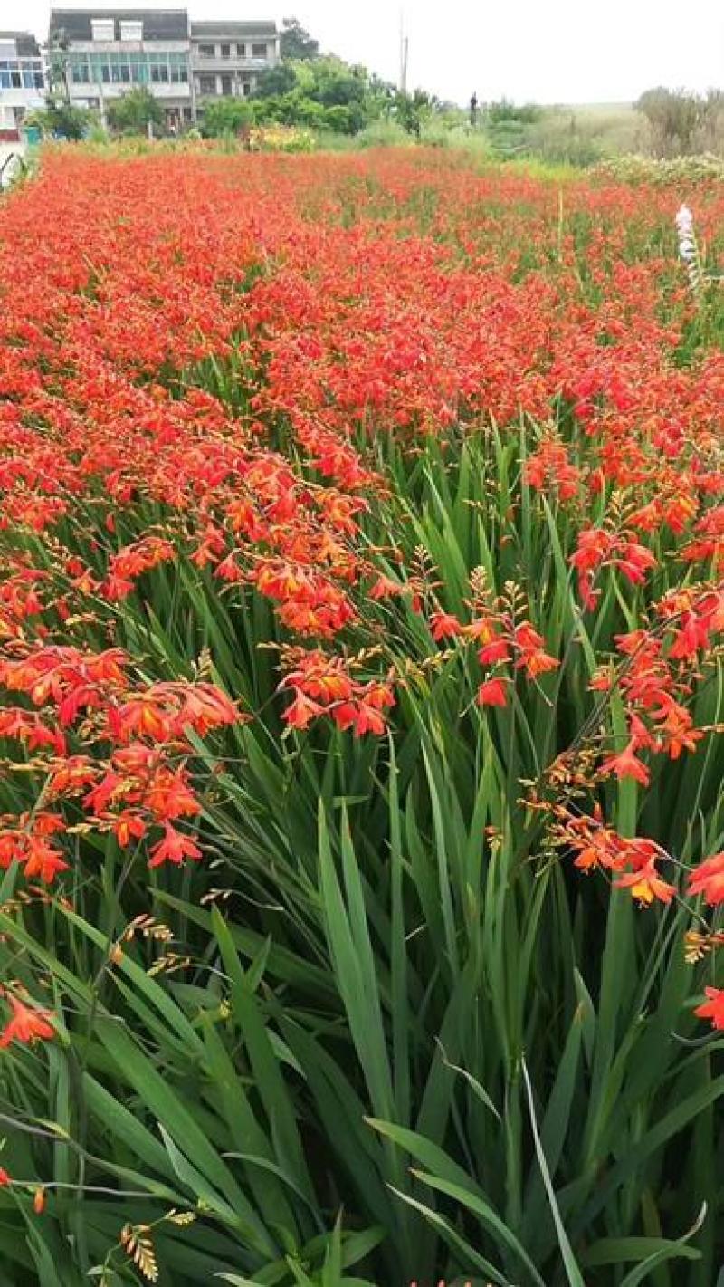 火星花杯苗，基地批发
