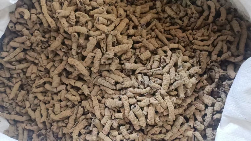 巴戟天各种规格巴戟肉免费打粉抽芯巴戟天批发中药材