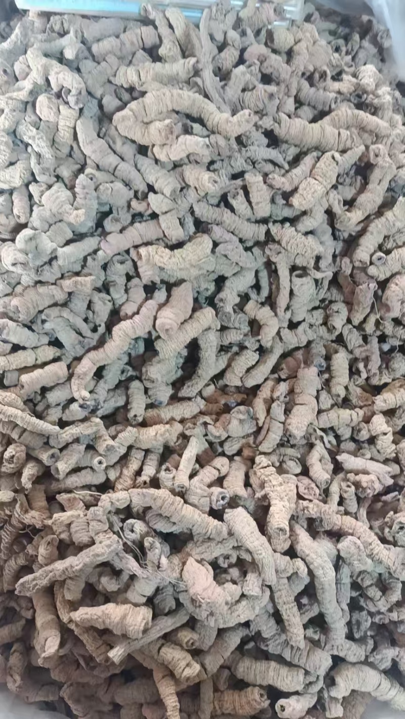 巴戟天各种规格巴戟肉免费打粉抽芯巴戟天批发中药材