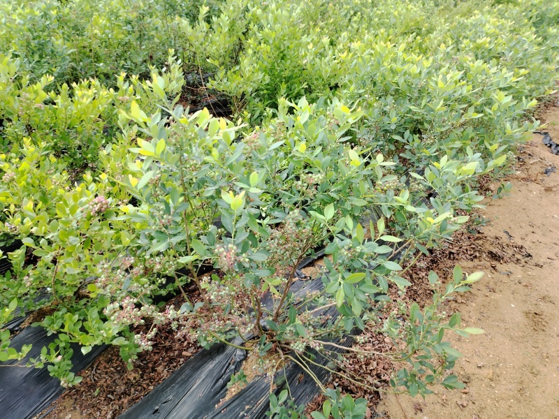 2年蓝莓苗带果发货