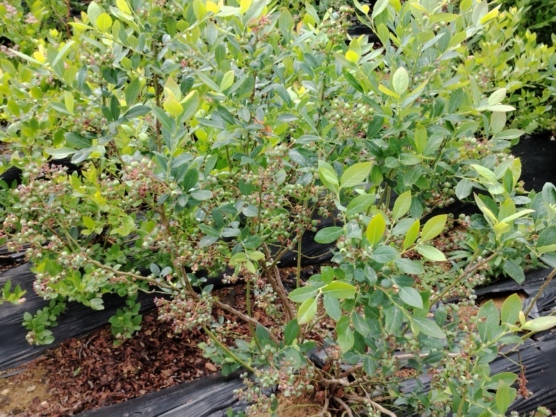 2年蓝莓苗带果发货