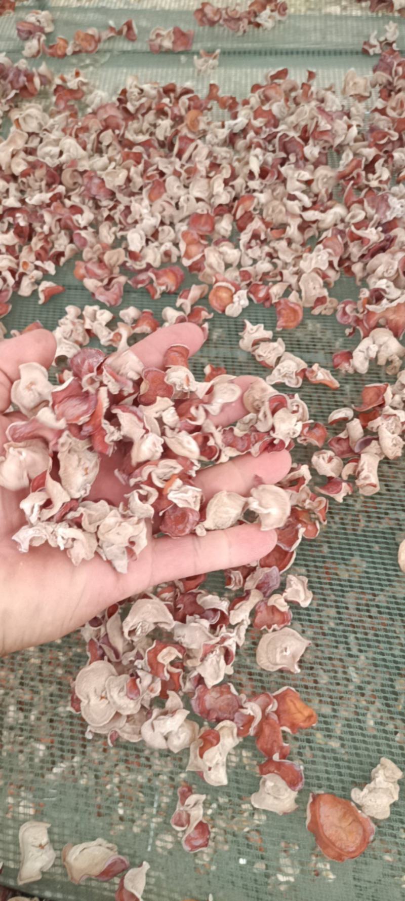 选摘粉木耳，自产自销粉木耳贵妃粉木耳精品粉木耳基地一手货