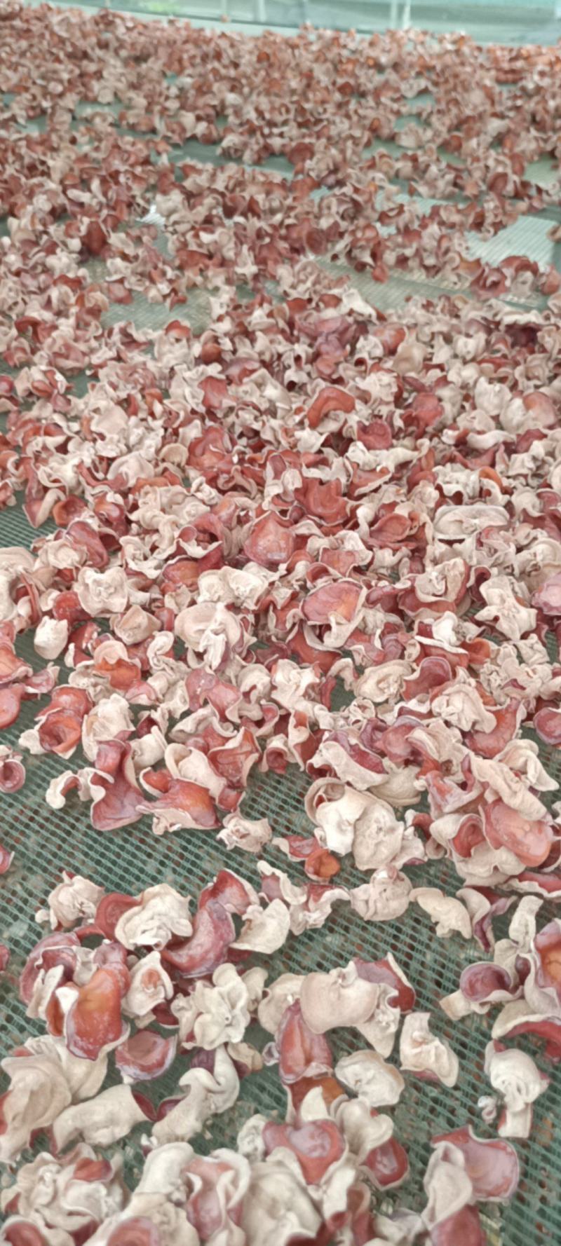 选摘粉木耳，自产自销粉木耳贵妃粉木耳精品粉木耳基地一手货