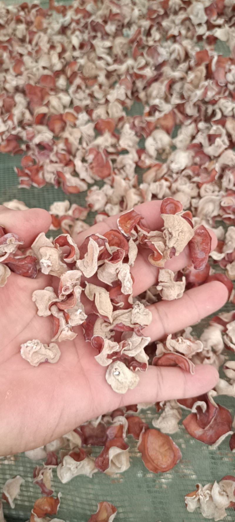 选摘粉木耳，自产自销粉木耳贵妃粉木耳精品粉木耳基地一手货