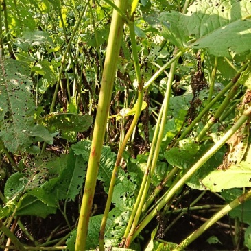 土大黄