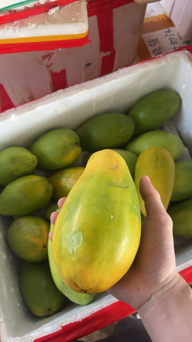 广西冰糖心红心木瓜，电商专业对接一件代发