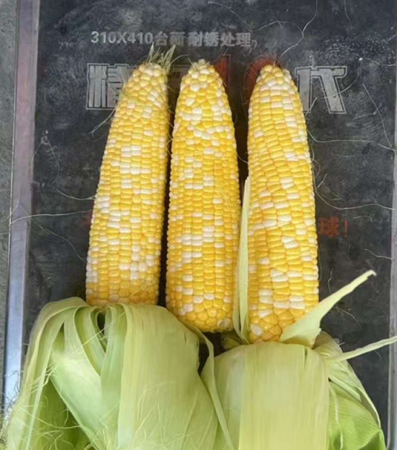湖北产地水果甜玉米，太阳花玉米质量保证，价格美丽
