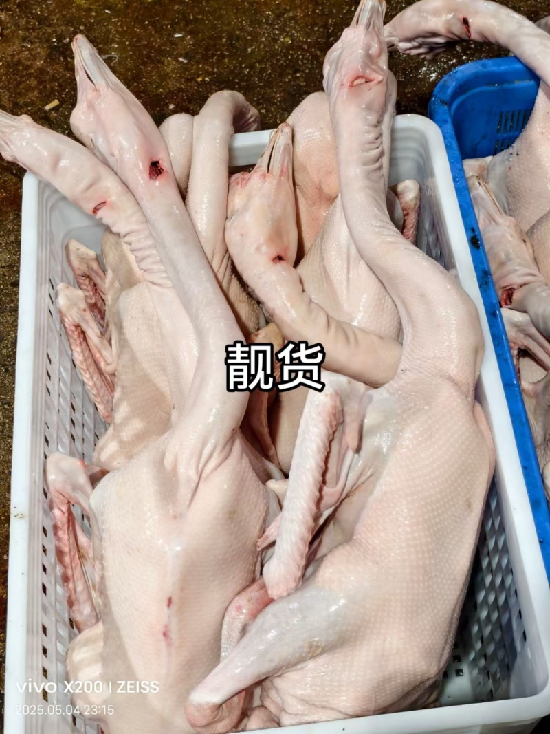 狮头鹅，鹅身