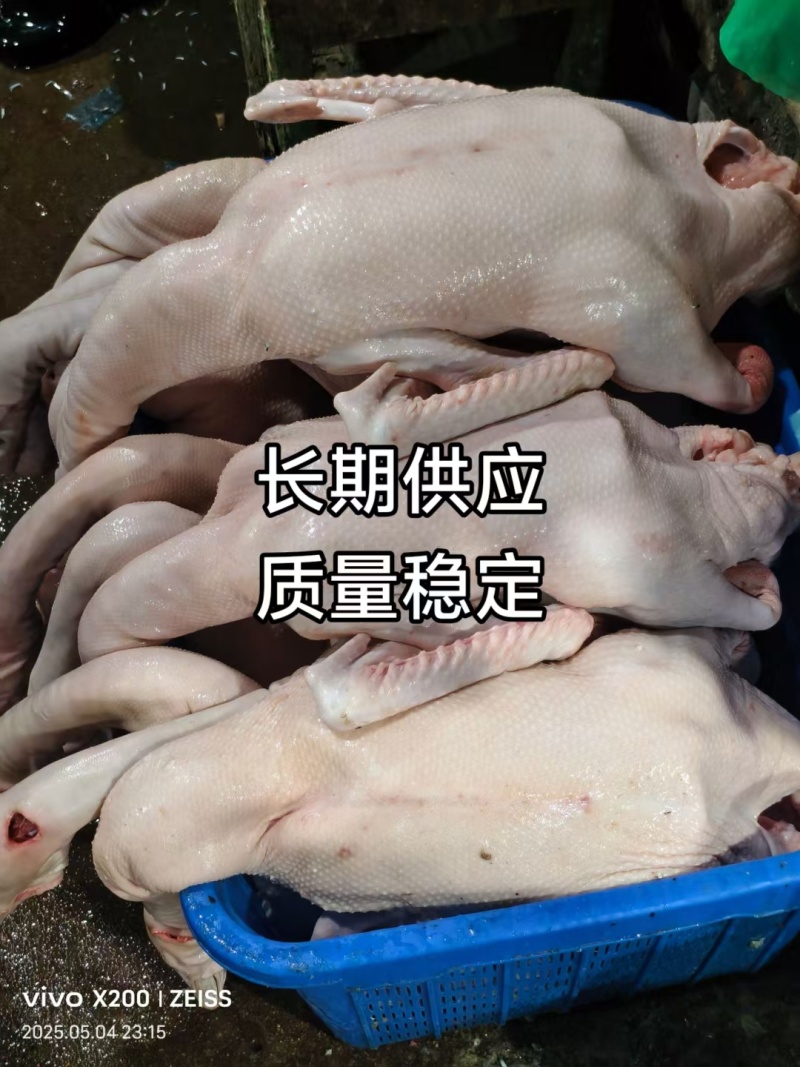 狮头鹅，鹅身