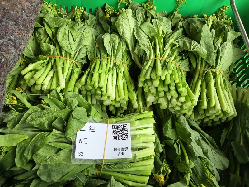 精品菜苔