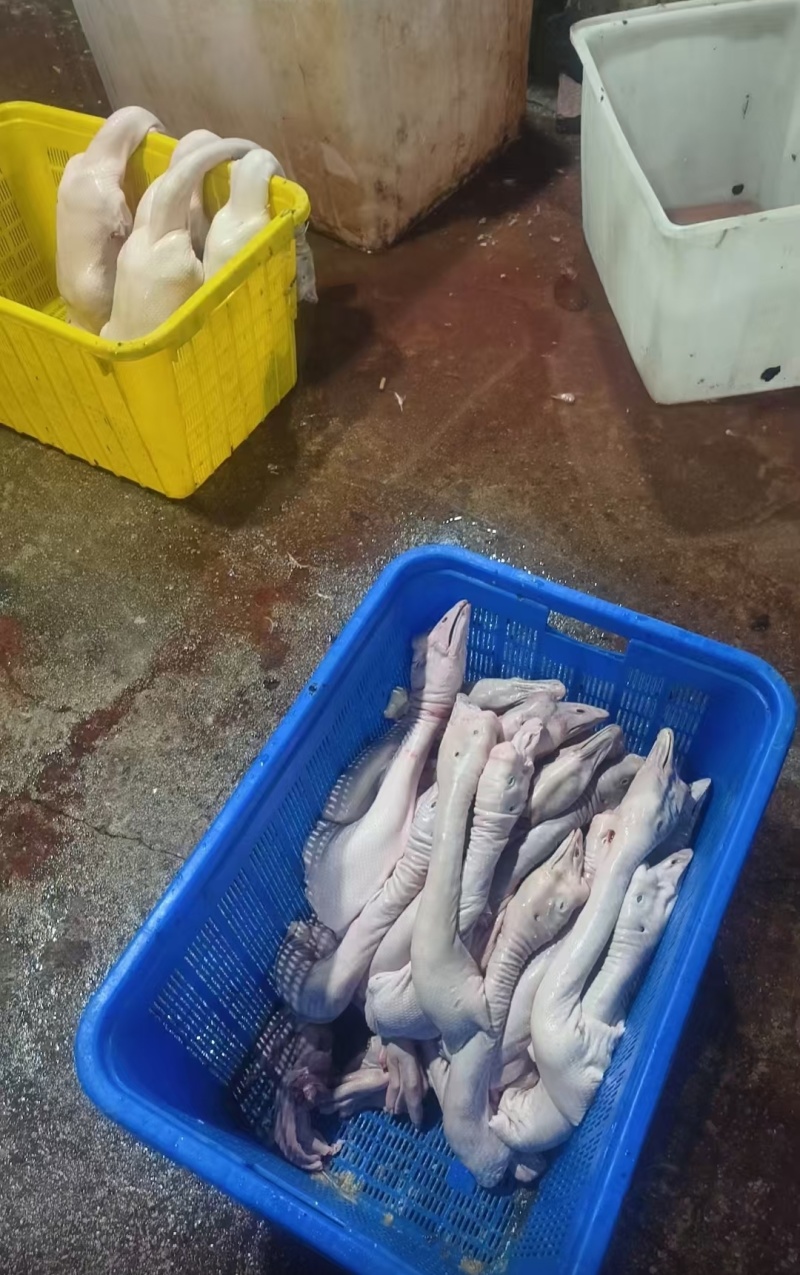 狮头鹅，鹅身