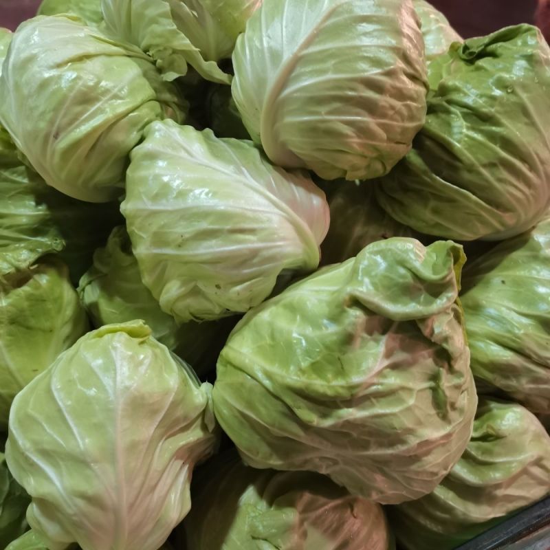 湖北牛角包菜牛心甘蓝品质保证欢迎联系接商超市场电商