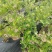 1—3年蓝莓苗木品种齐全多样性