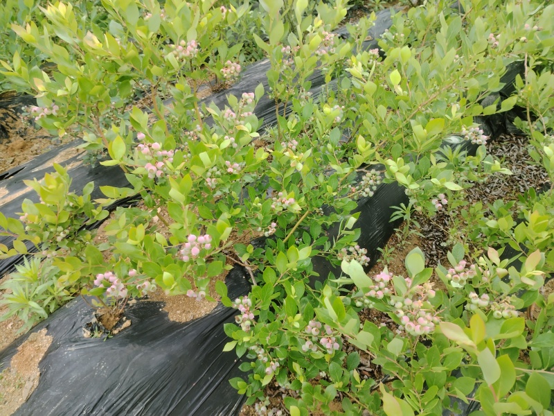 1—3年蓝莓苗木品种齐全多样性