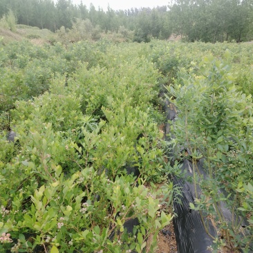 1—3年蓝莓苗木品种齐全多样性