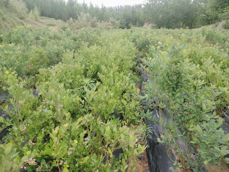 1—3年蓝莓苗木品种齐全多样性
