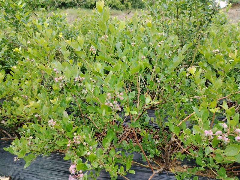 1—3年蓝莓苗木品种齐全多样性