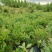 1—3年蓝莓苗木品种齐全多样性