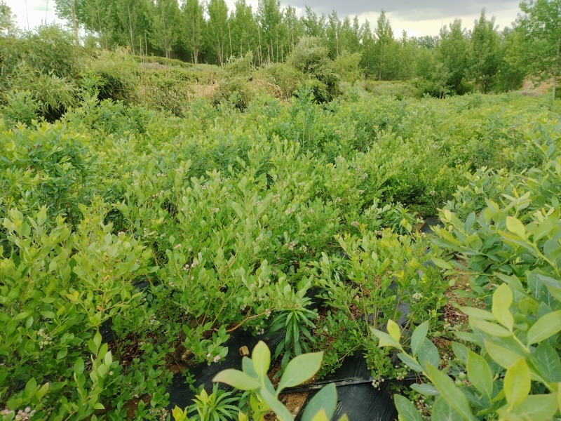 1—3年蓝莓苗木品种齐全多样性