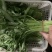 空心菜
