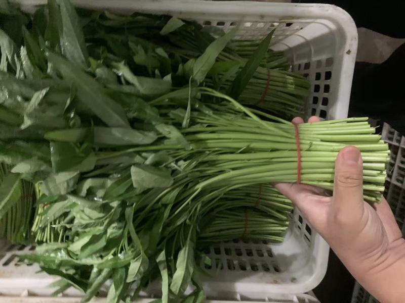 空心菜
