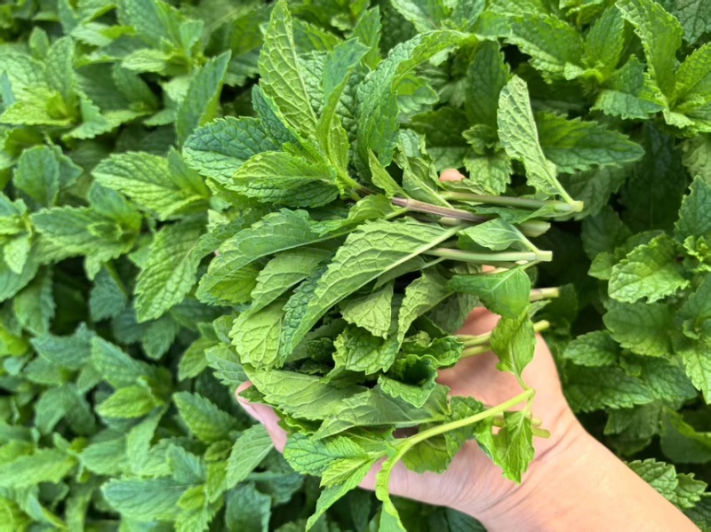 新鲜薄荷