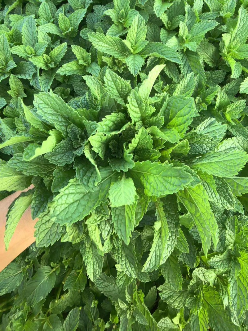 新鲜薄荷