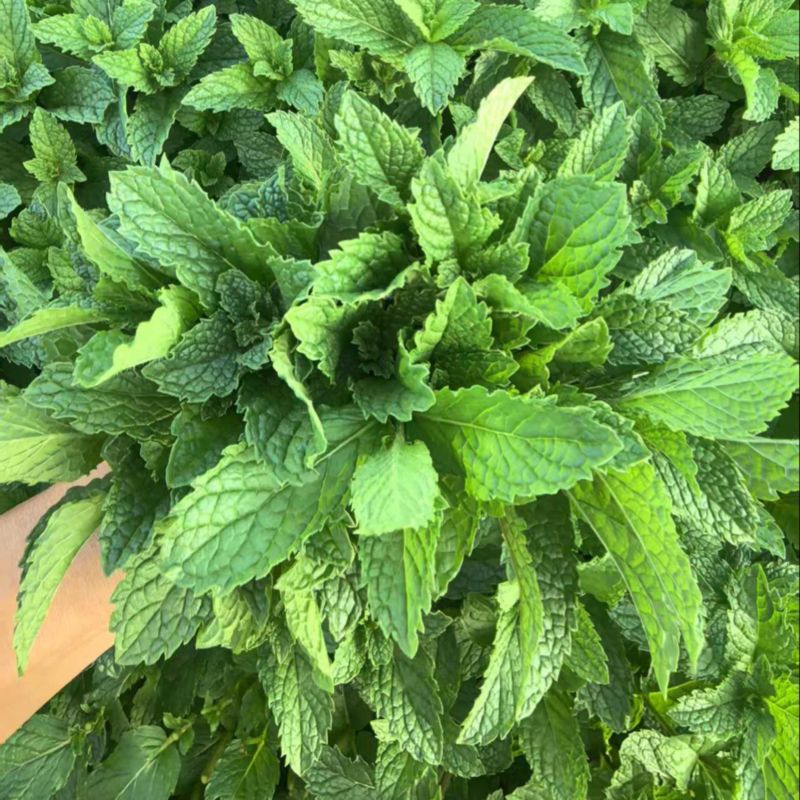 新鲜薄荷