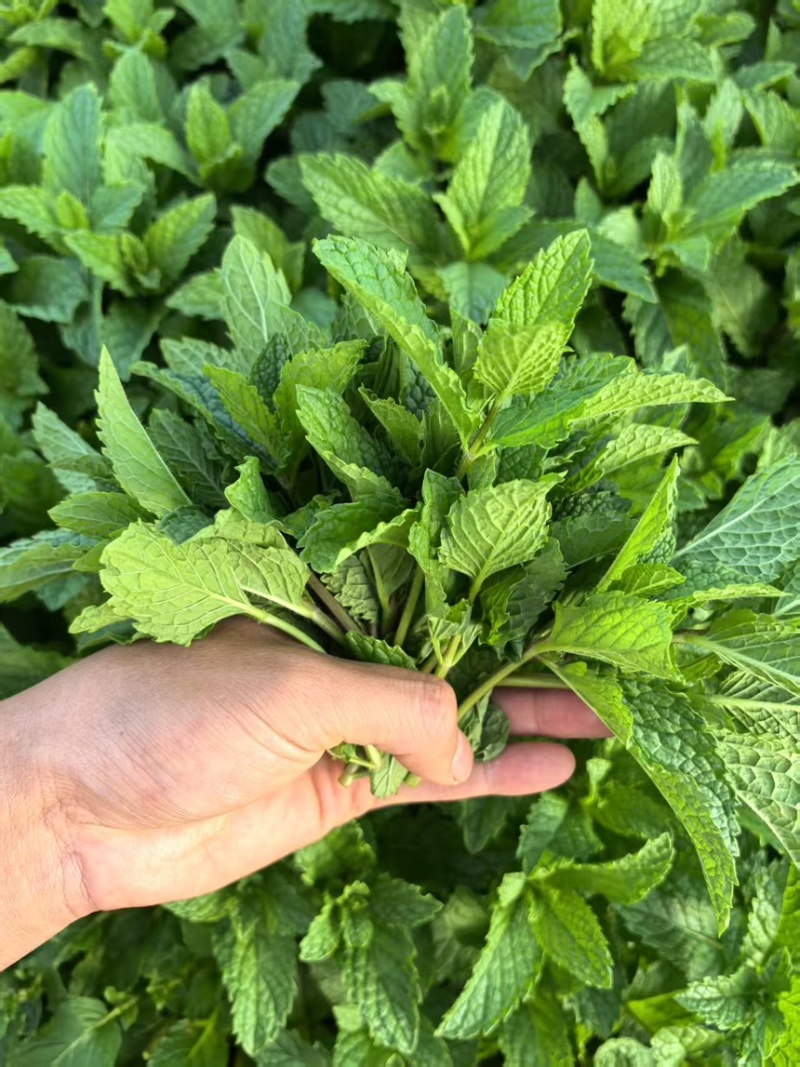 新鲜薄荷