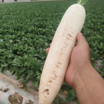 有点虫眼价格美丽