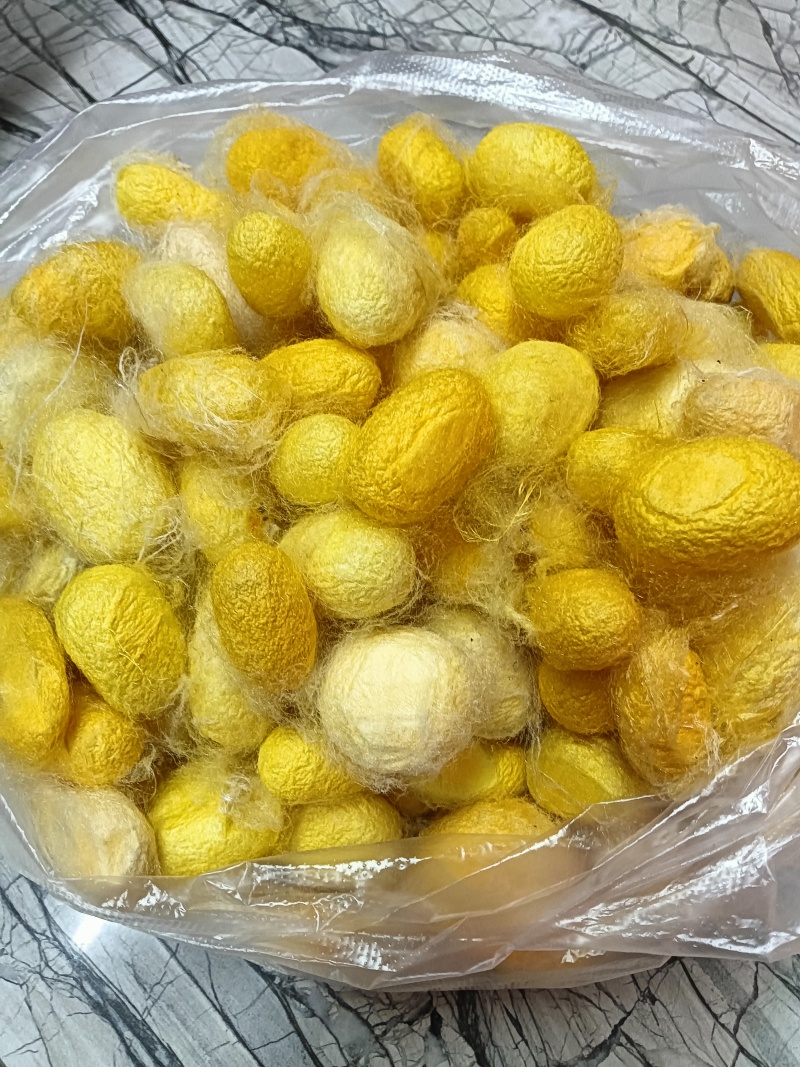 我有蚕茧出售
