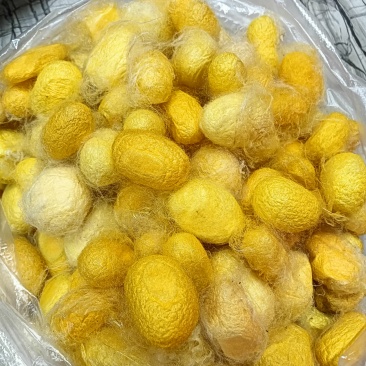 我有蚕茧出售