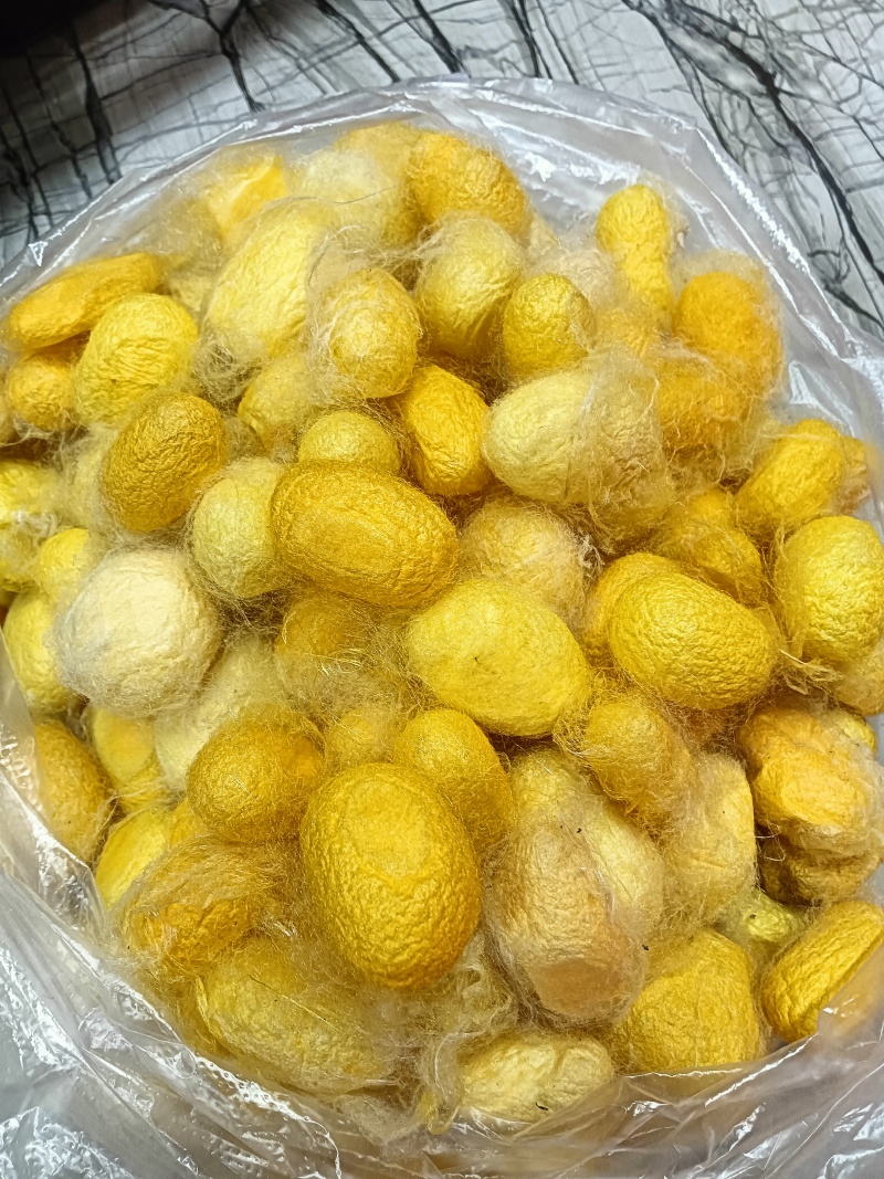 我有蚕茧出售