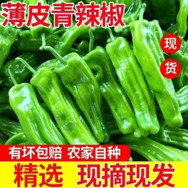 薄皮青辣椒供应对接全国市场商超社区团购欢迎来电洽谈