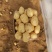 黄心土豆大量上市了，荷兰十五土豆，v7土豆货源充足