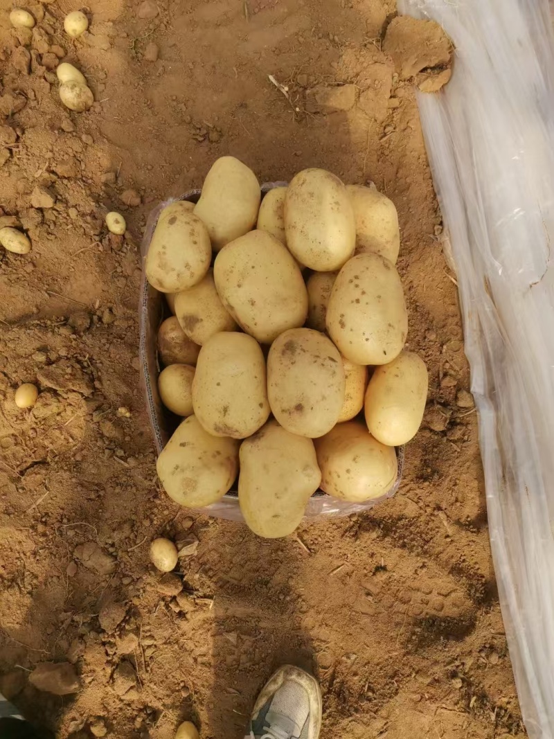 黄心土豆大量上市了，荷兰十五土豆，v7土豆货源充足
