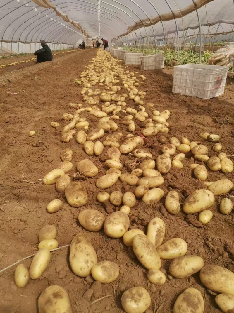 山东鲜土豆荷兰十五土豆，V7土豆大量上市了，货源充足