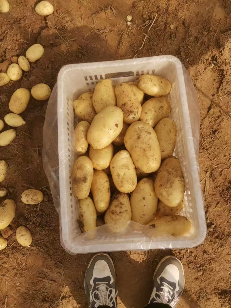 山黄心黄皮鲜土豆大量上市了货源充足产地直发支持电商市场超