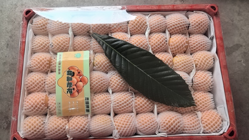 大五星枇杷