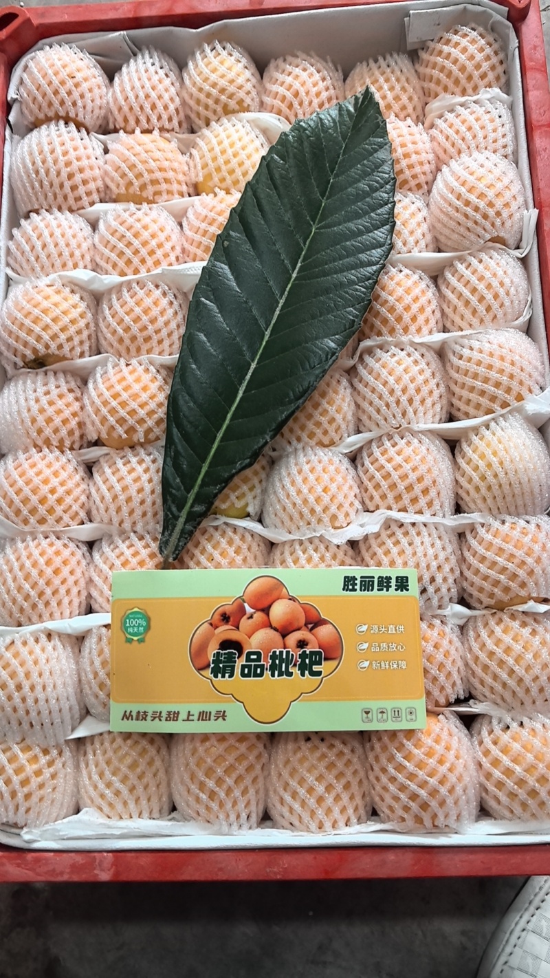 大五星枇杷
